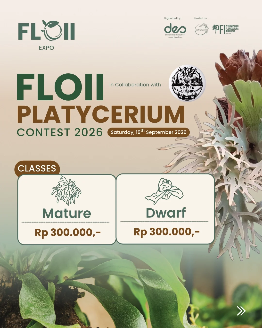 FLOII PLATYCERIUM CONTEST