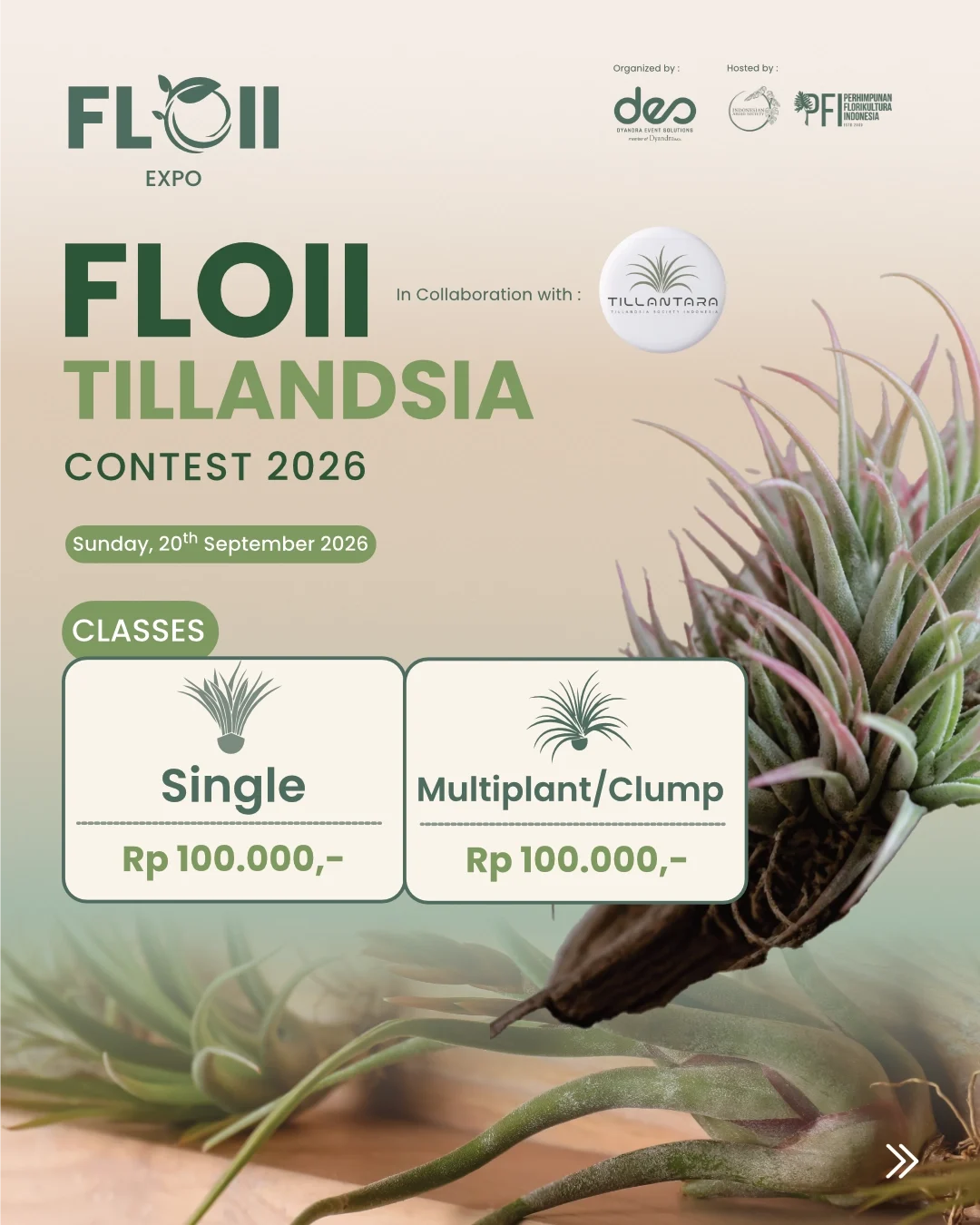 FLOII TILLANDSIA CONTEST