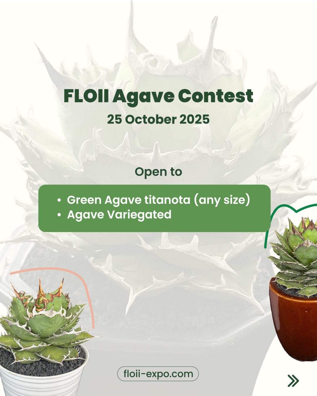Agave